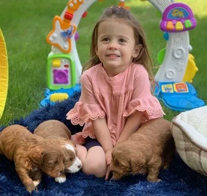 Labradoodle puppies in NH