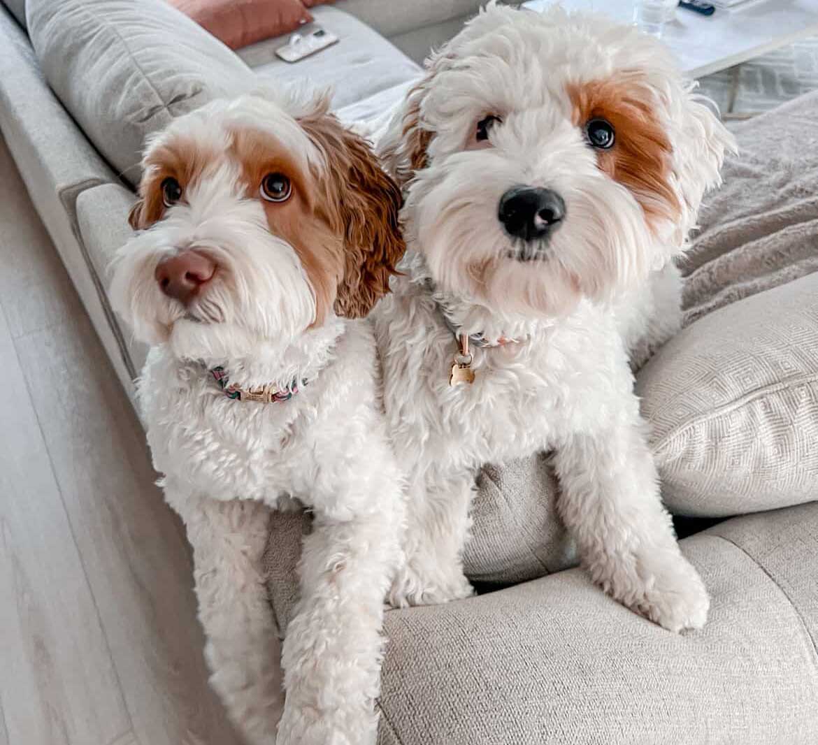 Australian Labradoodles
