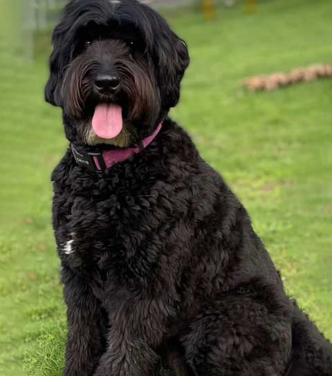 Australian Labradoodle