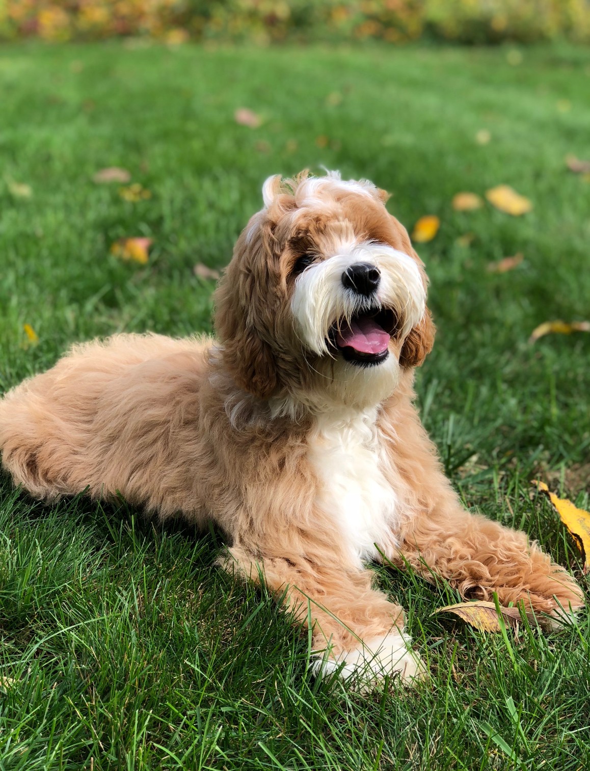 Happy Labradoodle Dog