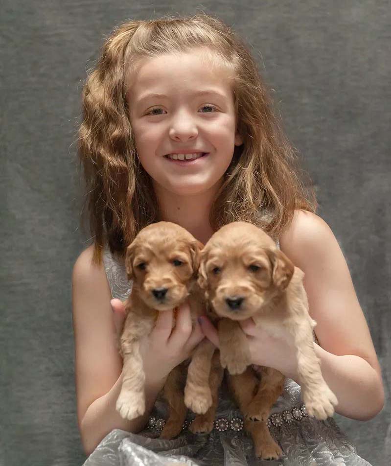 Child with Labradoodle puppies in NH