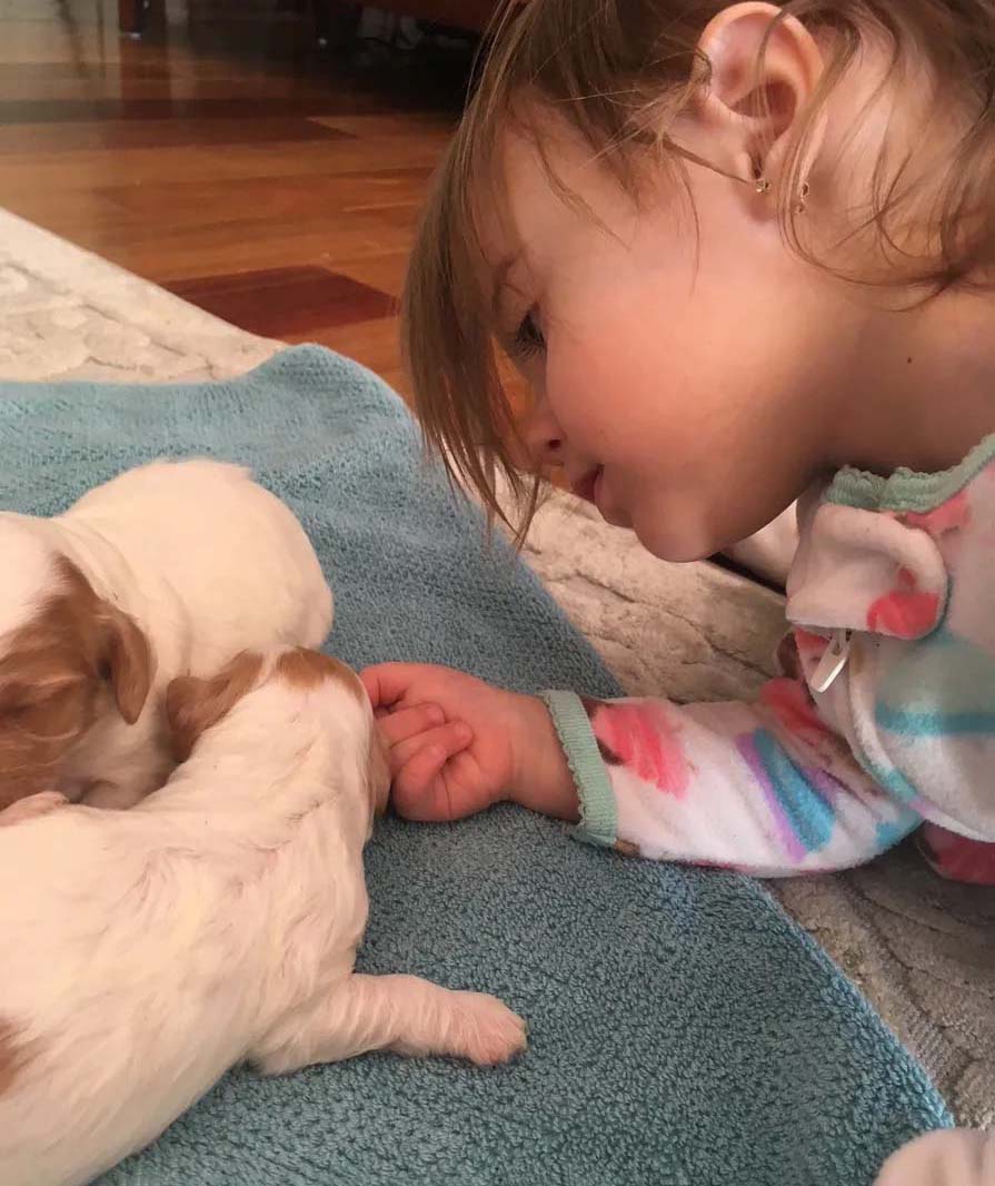 Child with Labradoodle puppies in NH