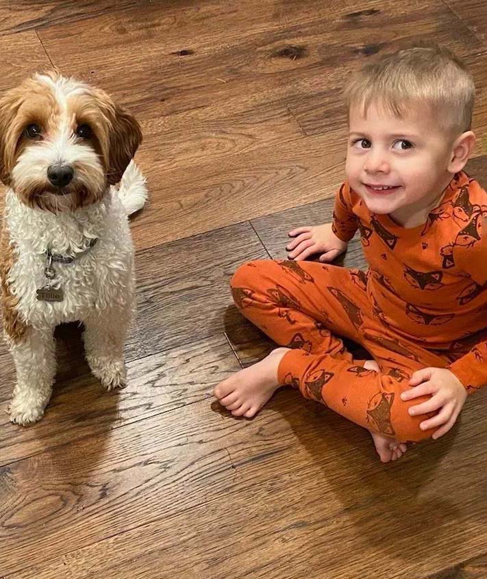 Child with Labradoodle puppies in NH